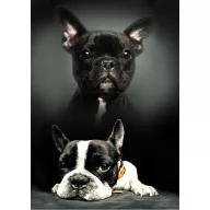 Hund Polardecke 100x140cm