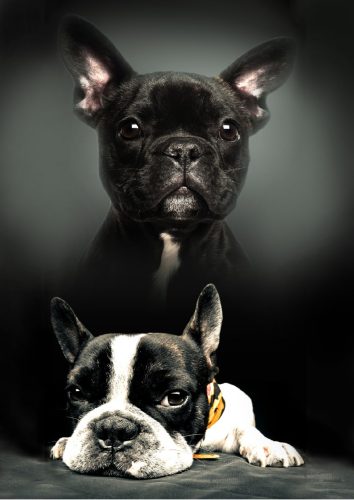 Hund Polardecke 100x140cm