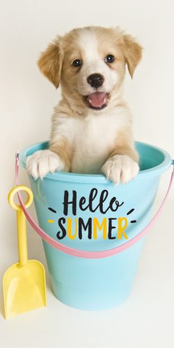 Hund Hello Summer Badehandtuch, Strandtuch 70x140cm