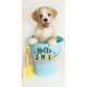 Hund Hello Summer Badehandtuch, Strandtuch 70x140cm
