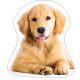 Hund Golden Retriver Dekokissen 35x35 cm