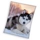 Hund Husky Korallenfleece Decke 150x200cm