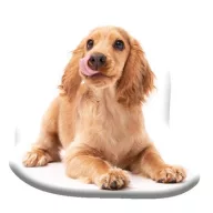 Hund Spaniel Dekokissen 40x40 cm Velours