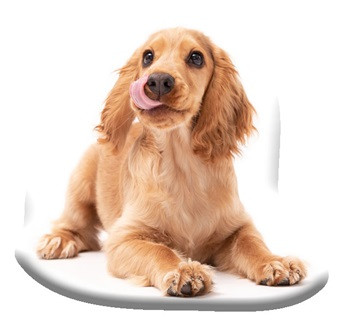 Hund Spaniel Dekokissen 40x40 cm Velours