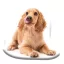 Hund Spaniel Dekokissen 40x40 cm Velours