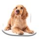 Hund Spaniel Dekokissen 40x40 cm Velours