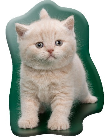 Katze Creamy Whiskers Formkissen, Zierkissen 40x32 cm Samt