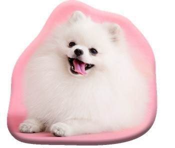 Hund Pomeranian Dekokissen 39x37 cm Velours