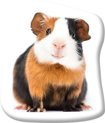 Tiere Tricolor Meerschweinchen-förmiges Zierkissen 37x35 cm Samt