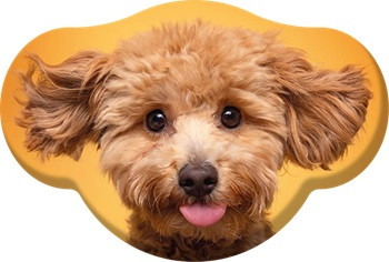 Hund Toy Poodle Dekokissen 28x40 cm Samt