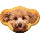 Hund Toy Poodle Dekokissen 28x40 cm Samt