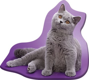 Katze Grey Dekokissen 36x40 cm Velours