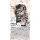 Tiere Cats Aufkleber