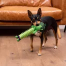 Avengers Hulk Hundespielzeug