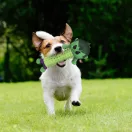 Avengers Hulk Hundespielzeug