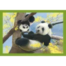 Tiere Baby Cuddles 4 in 1 Puzzle Clementoni