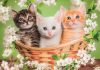 Tiere Brothers in Fur 2x60-teiliges Puzzle Clementoni