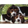 Tiere Beagles Close Together Hund 500-teiliges Puzzle Clementoni