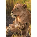 Löwe Feline Love 500-teiliges Compact Puzzle Clementoni