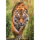 Tiger Hunter's Path 1000-teiliges Compact-Puzzle Clementoni
