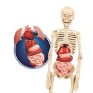 Farbe Clementoni Wissenschaftlicher Bausatz Menschlicher Körper