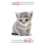 Katze Colour Badetuch, Strandtuch 70x140cm