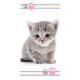 Katze Colour Badetuch, Strandtuch 70x140cm