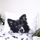Hund Border Collie Bettwäschebezug 140×200cm, 70×90 cm