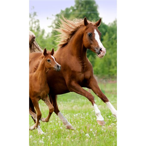 Pferd Career Handtuch, Gesichtshandtuch, Handtuch 30x50cm