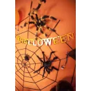 Halloween Black Riesenspinne Dekoration 60 cm