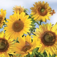 Farbe In the Sky Sonnenblumen Servietten 20 Stk 33x33 cm