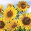 Farbe In the Sky Sonnenblumen Servietten 20 Stk 33x33 cm
