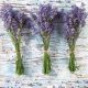 Blume Three Bunches Lavendel Serviettenset, 20 Stück, 33x33 cm
