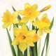 Blume Bunch Narzissen Servietten 20 Stk 33x33 cm