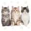 Katze Three Beautiful Servietten 20er Pack, 33x33 cm