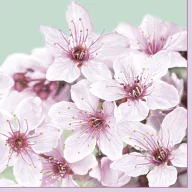 Blume Bunch Kirschserviette 20 Stk 33x33 cm