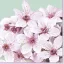 Blume Bunch Kirschserviette 20 Stk 33x33 cm