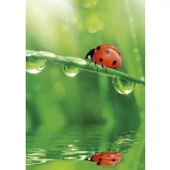 Farbe Ladybug Natur A/4 elastischer Ordner