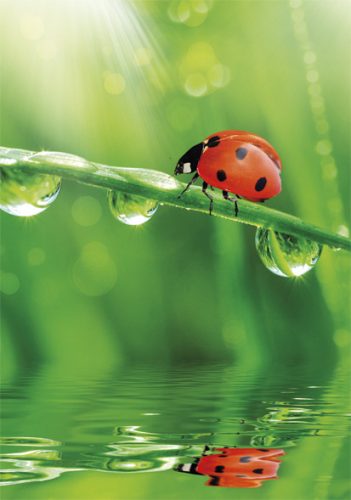 Farbe Ladybug Natur A/4 elastischer Ordner