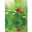 Farbe Ladybug Natur A/4 elastischer Ordner
