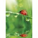 Farbe Ladybug Natur A/4 elastischer Ordner