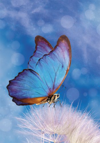 Schmetterling Butterfly Natur A/4 Gummibandordner
