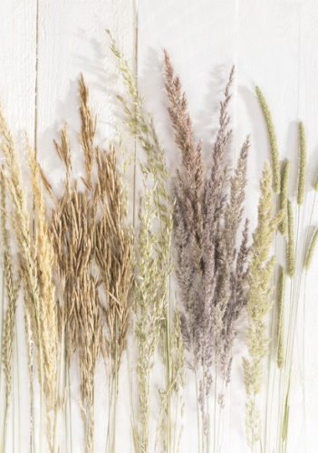 Schmetterling Golden Harvest Natur A/4 Gummibandmappe