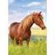 Pferd Field A/4 Gummibandordner