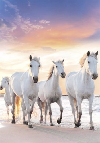 Pferd Gallop A/4 Gummibandmappe