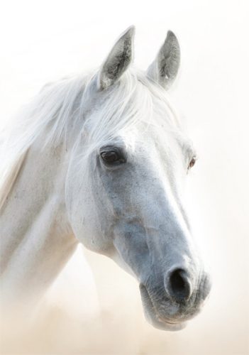 Pferd Mystic A/4 Gummibandmappe