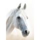 Pferd Mystic A/4 Gummibandmappe