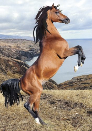 Pferd Wild Spirit A/4 elastischer Ordner
