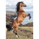 Pferd Wild Spirit A/4 elastischer Ordner