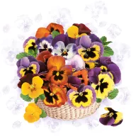   Blume Colourful Stiefmütterchen Serviette 20 Stück 33x33 cm